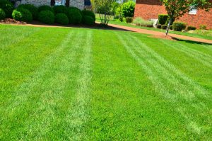 Natural Grass Oxford